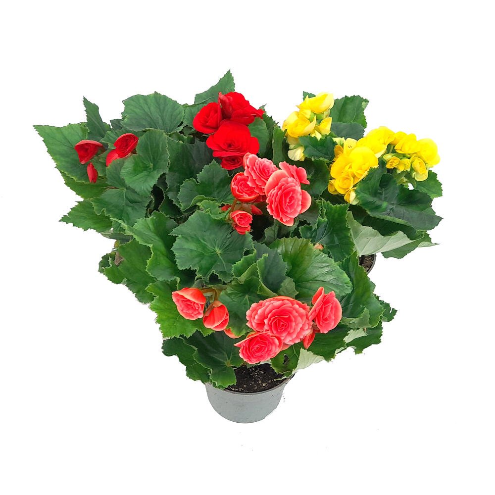 Begonia Eliator M