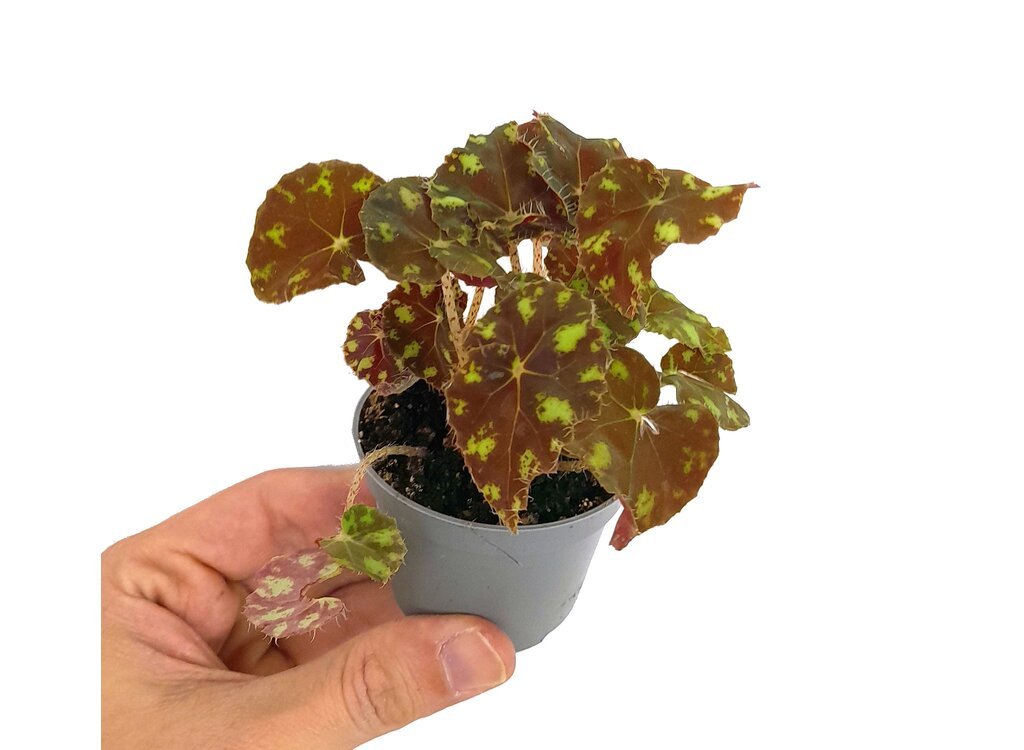 Begonia Boweri M