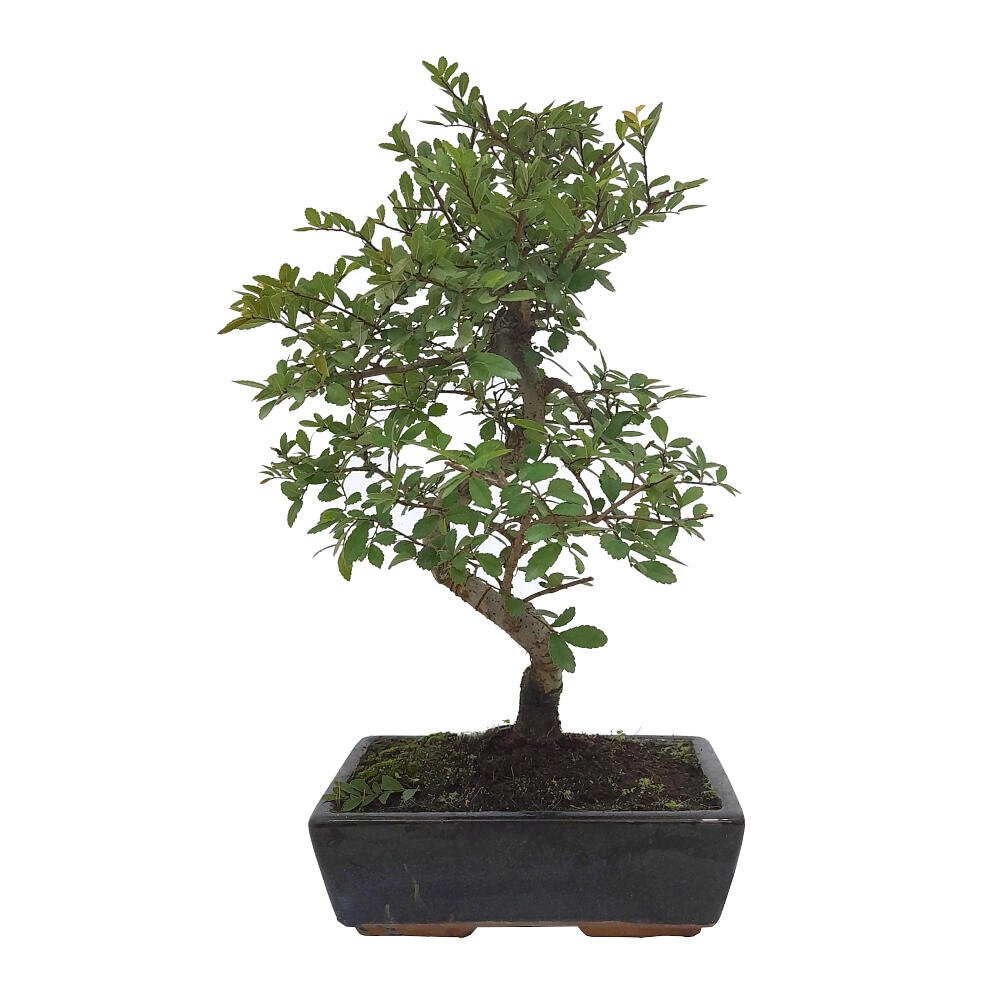 Bonsai Zelkova Parvifolia A Os Olmo