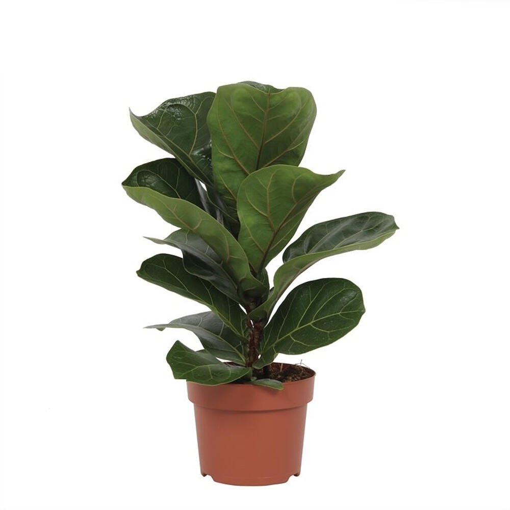 FICUS LYRATA M12 40CM