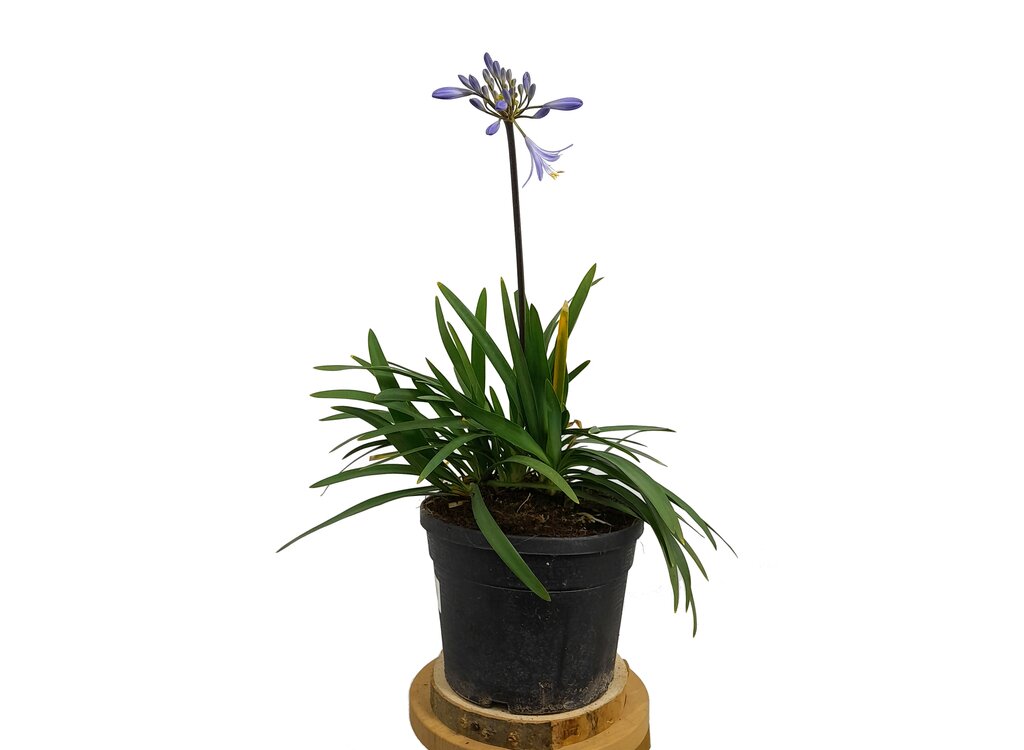 AGAPANTHUS AFRICANUS (PETER PAN) M19 50CM