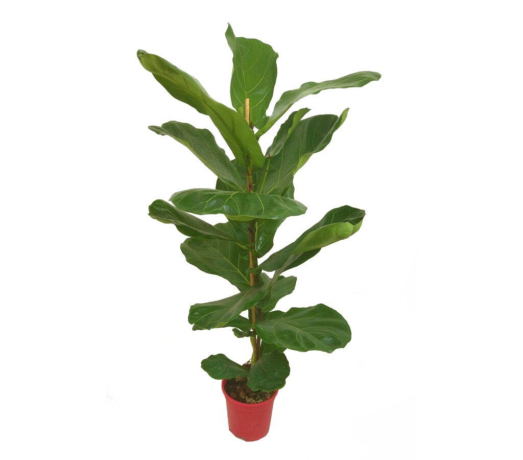 Planta Artificial Ficus Lyrata 90 cm - Jardinería y decoración