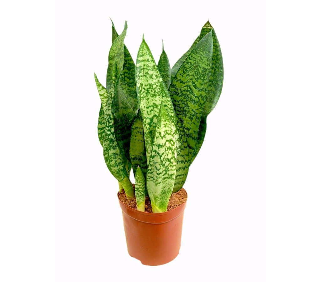 green plant pots large Large Minute Ceramic Plant Pot & Saucer — Green Layer main image 0