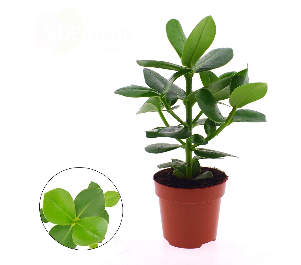 Planta natural viva Sansevieria Laurentii o Lengua de Suegra Altura  aproximada 40 cm en maceta de 14 cm 6 hojas
