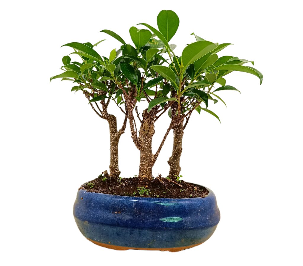Herramientas bonsai - Biosca Centre de Jardineria