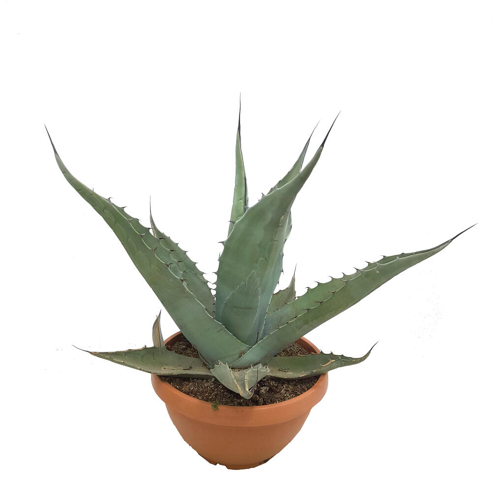 AGAVE ROMANII T30 60CM