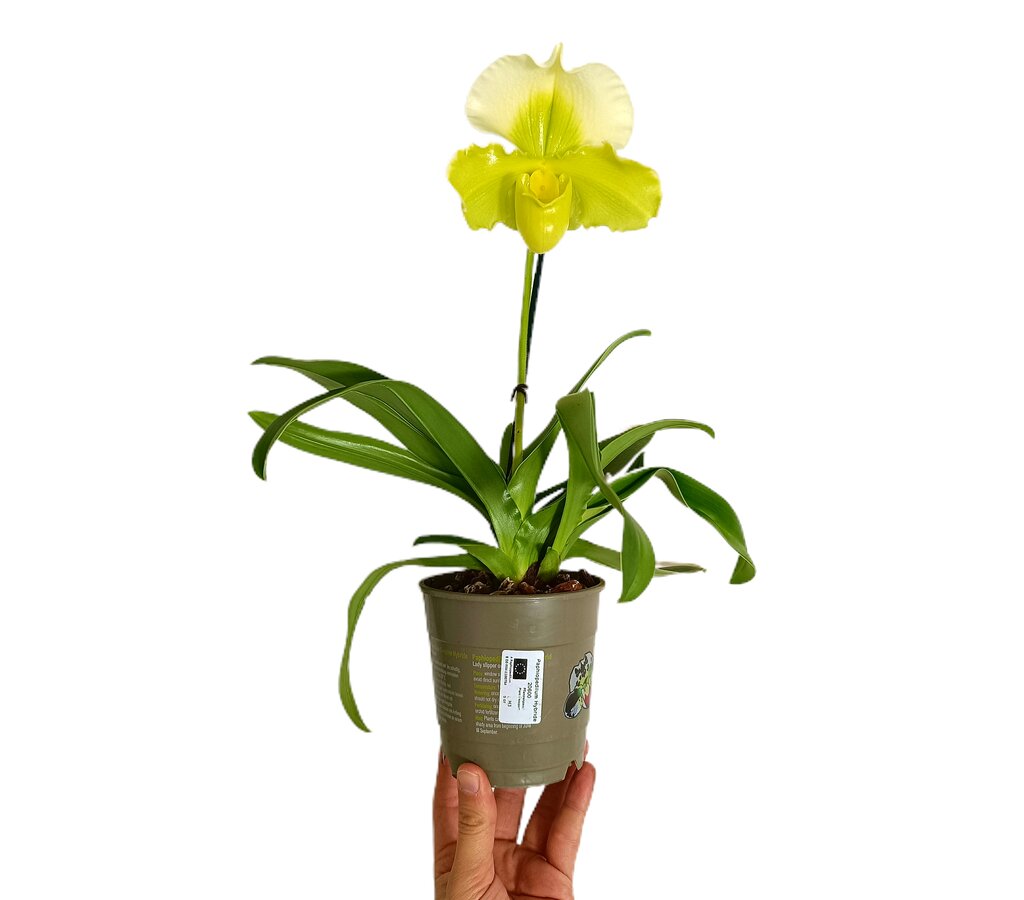 ORQUIDEA VANDA NATURAL 150-200CM