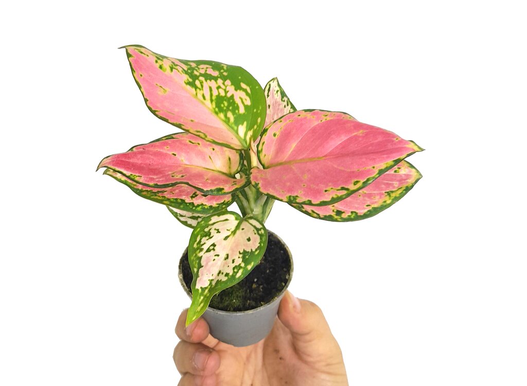 AGLAONEMA RED DRAGON M6