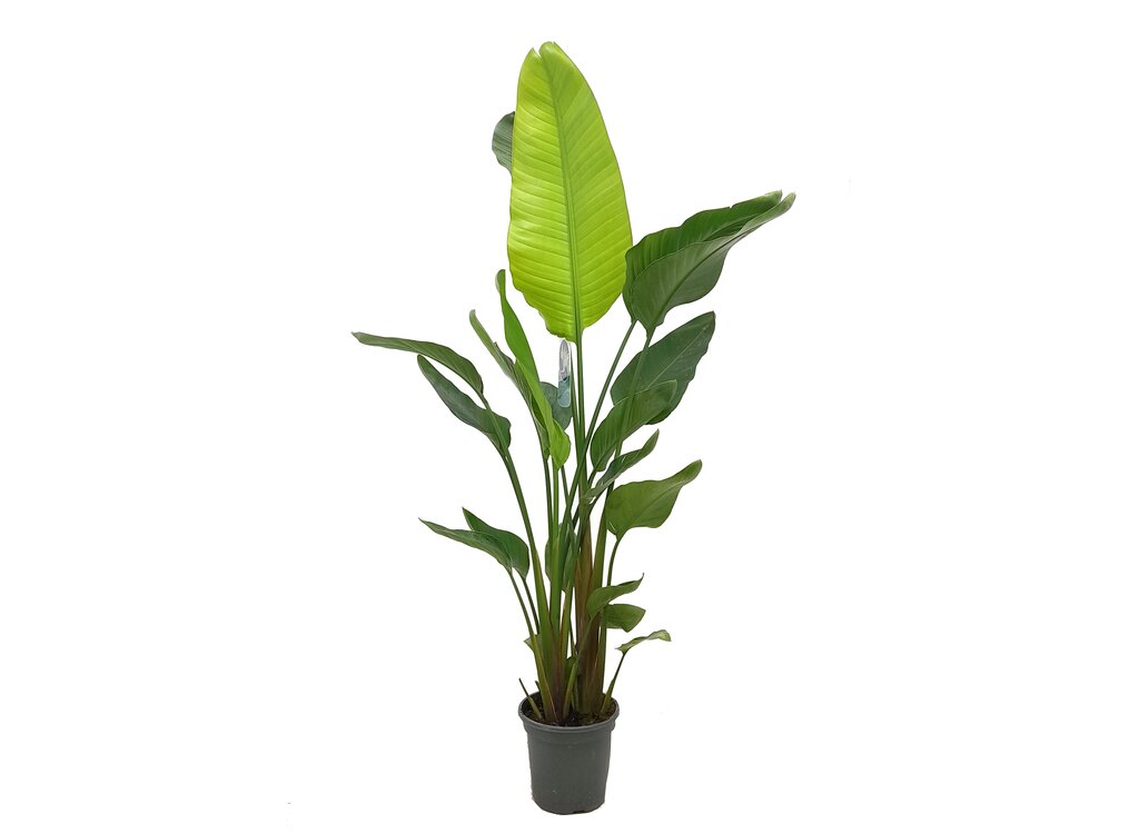 ROMERO OFFICINALIS M17 30CM