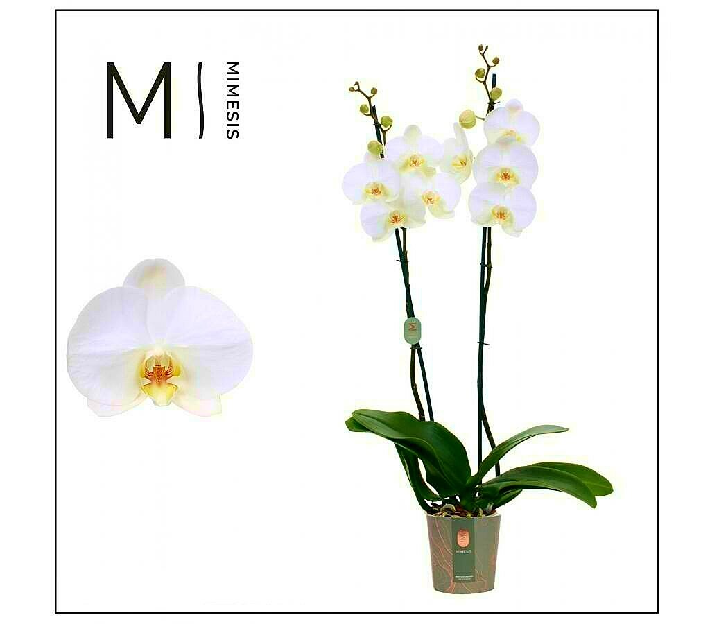 Orquídea Phalaenopsis Bicolor Natural 70 Cm - Planta De Interior Con Flores Duraderas Y Fácil Cuidado