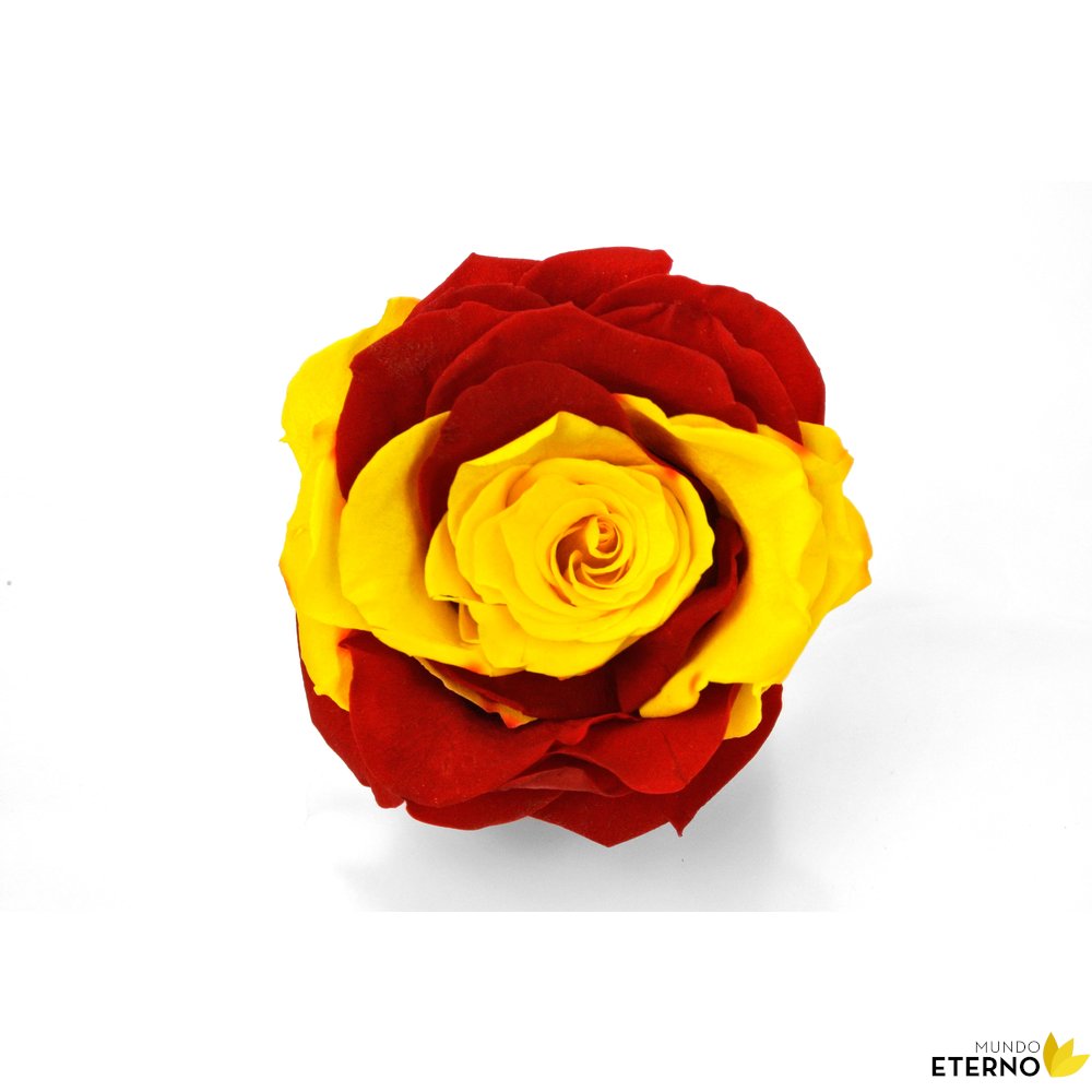 ROSA ETERNA BANDERA ESPAÑA 55CM