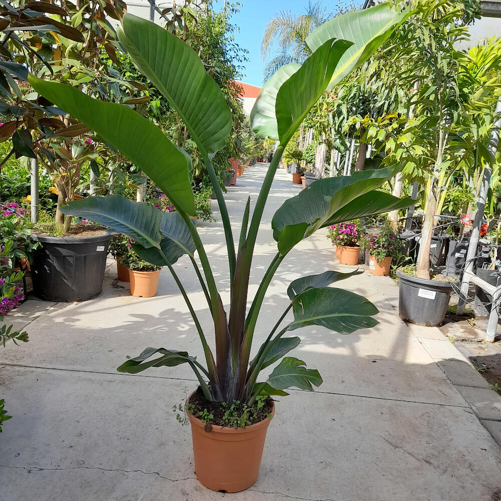 STRELITZIA AUGUSTA M30 160 CM (AVE DEL PARASO)