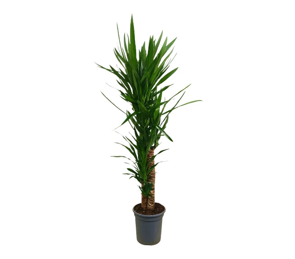 Bloomique Beaucarnea Nolina 'Recurvata' (Pata De Elefante) - Planta De Interior Purificadora De Aire, Altura 35-40 Cm, Maceta De 12 Cm - Fácil Cuidado Y Apta Para Mascotas