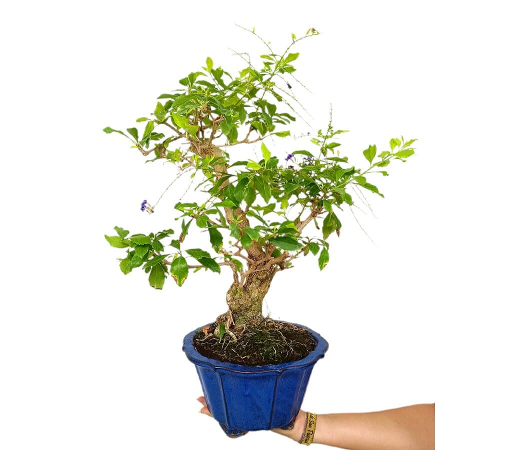 mixing bonsai soil Buy Bonsai Soil Mix? ✓ Order before 16:30, shipped today – Sybotanica main image 1