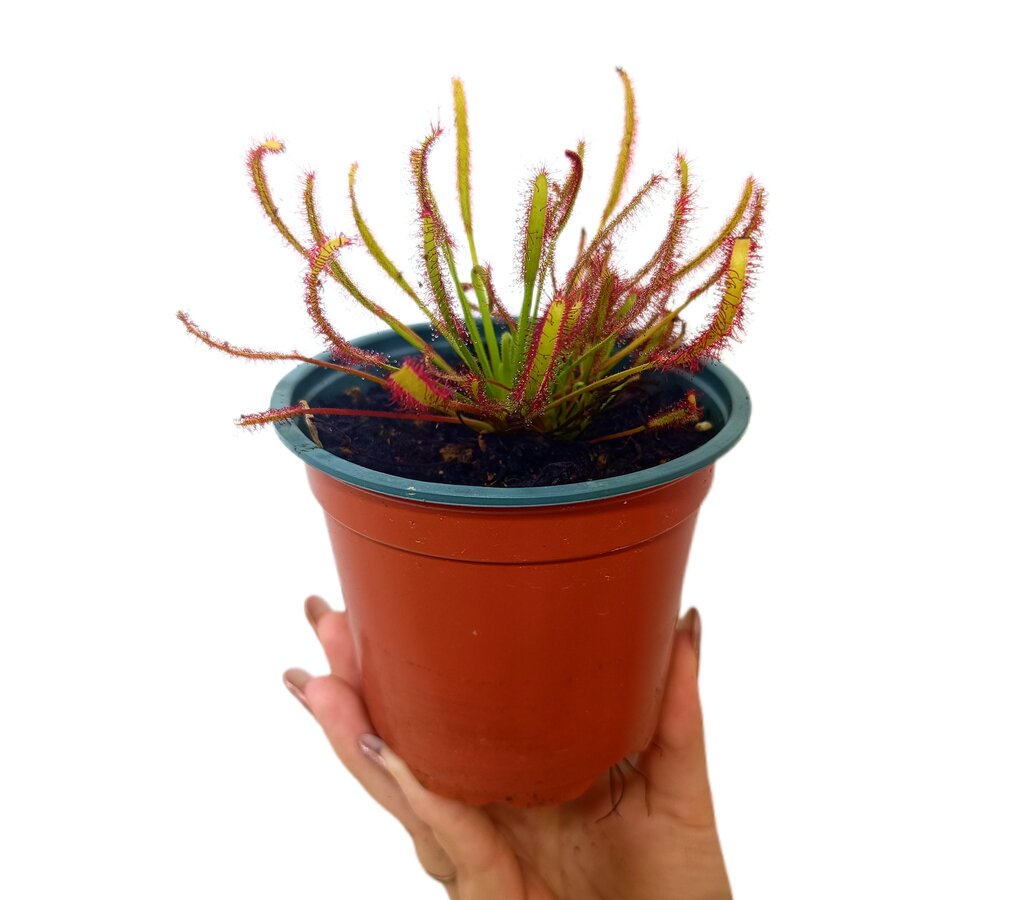 Planta Carnívora Nepenthes Alata - 40 Cm Caída, Purifica Aire, Ideal Hogar