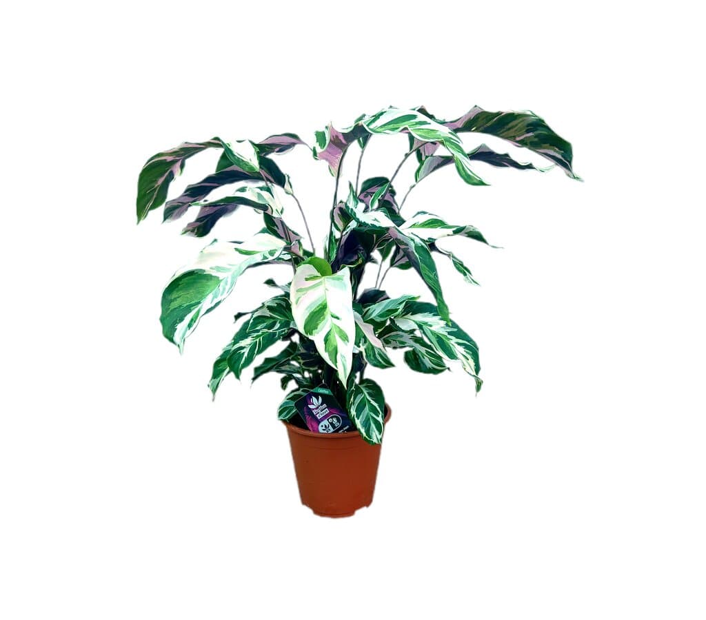 Bloomique - Set de 2 - Beaucarnea recurvata - Pata de elefante - Plantas de interior - Purificadora del aire - Apta para mascotas - Fácil de cuidar