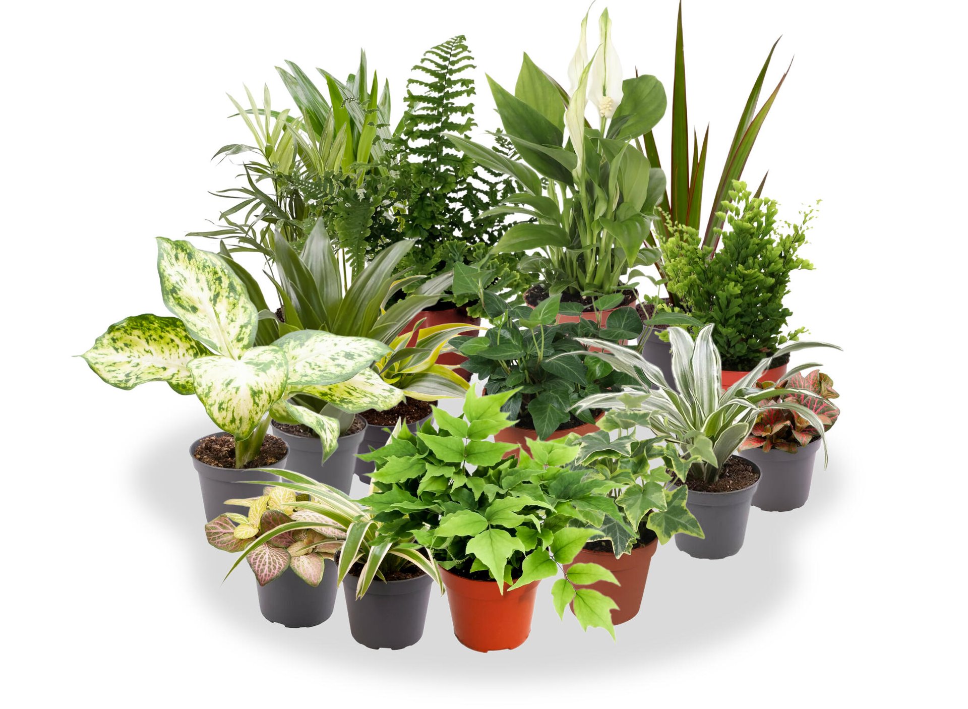 Planras PACK DE 10 PLANTAS DE INTERIOR M9