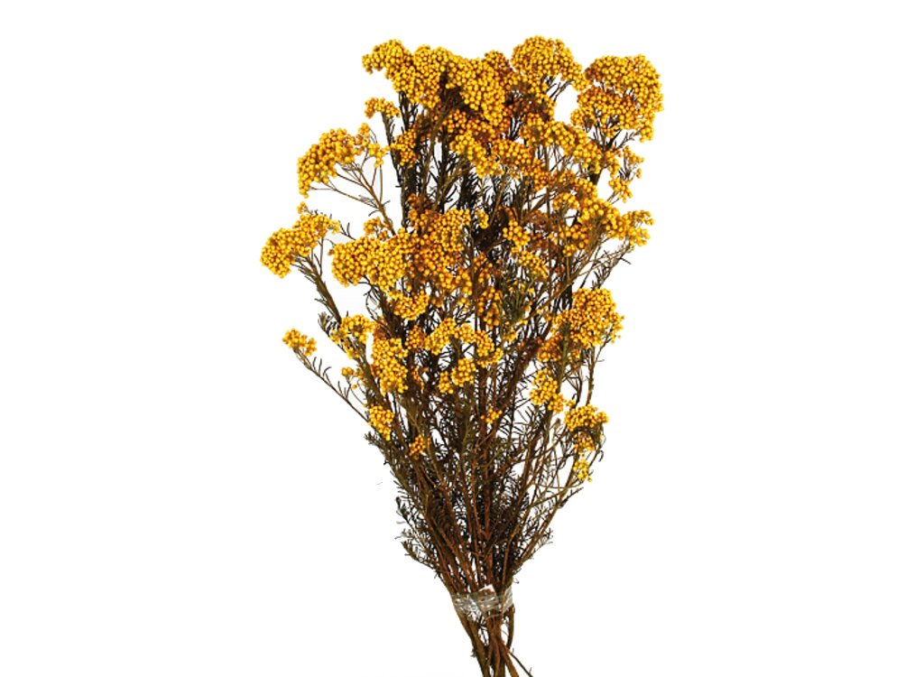 RICE FLOWERS AMARILLO PRESERVADA 60CM