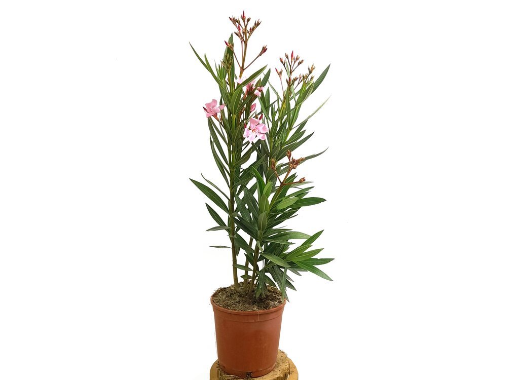 ADELFA ROSA M17 60CM (VALADRE O NERIUM OLEANDER)