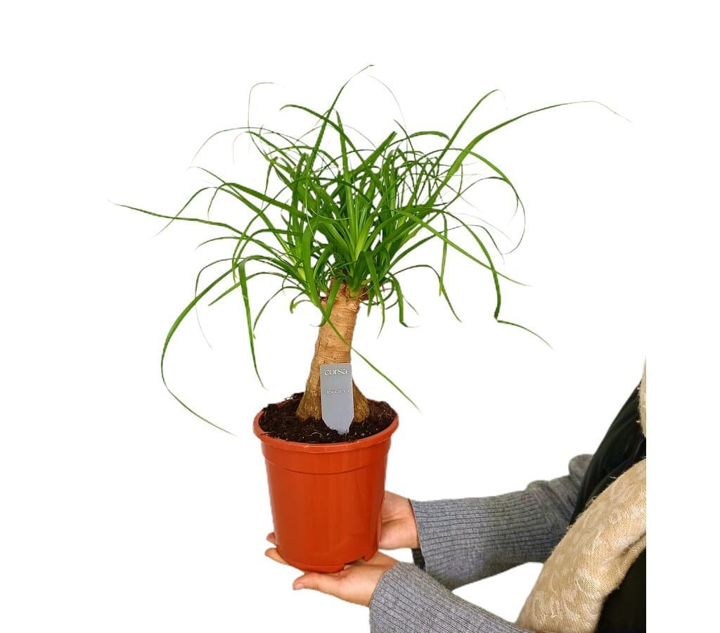 Beaucarnea Nolina Recurvata M23 60cm (pata De Elefante) con Ofertas en