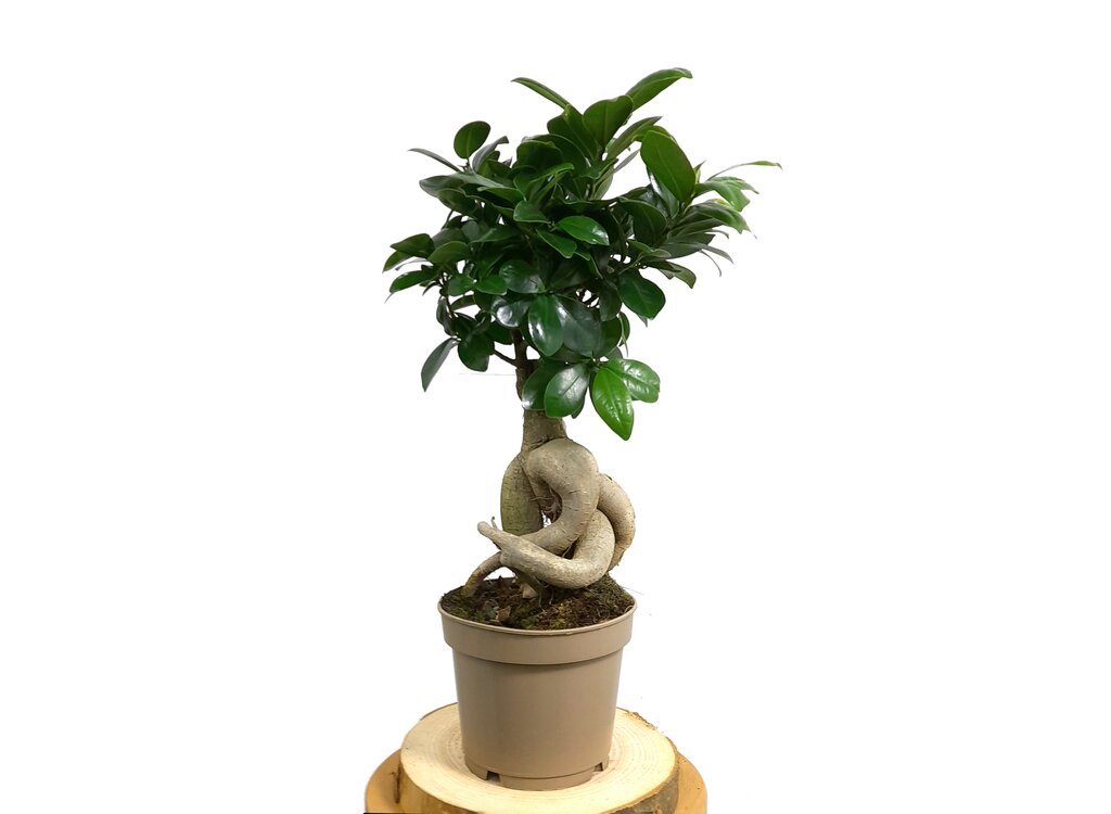 BONSAI FICUS MICROCARPA GINSENG M12 35CM