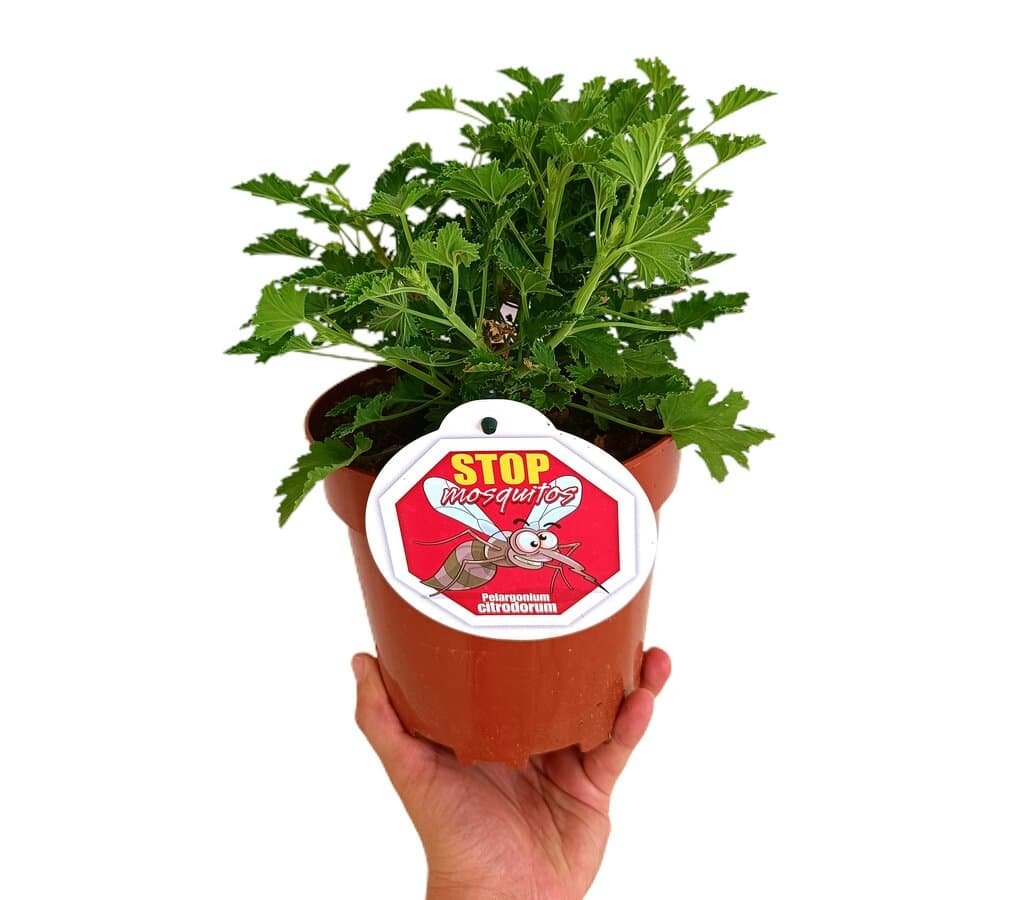Geranio Para Mosquitos Geranio Limón Antimosquitos - Planta Natural Repelente Pelargonium Citrodorum Opiniones