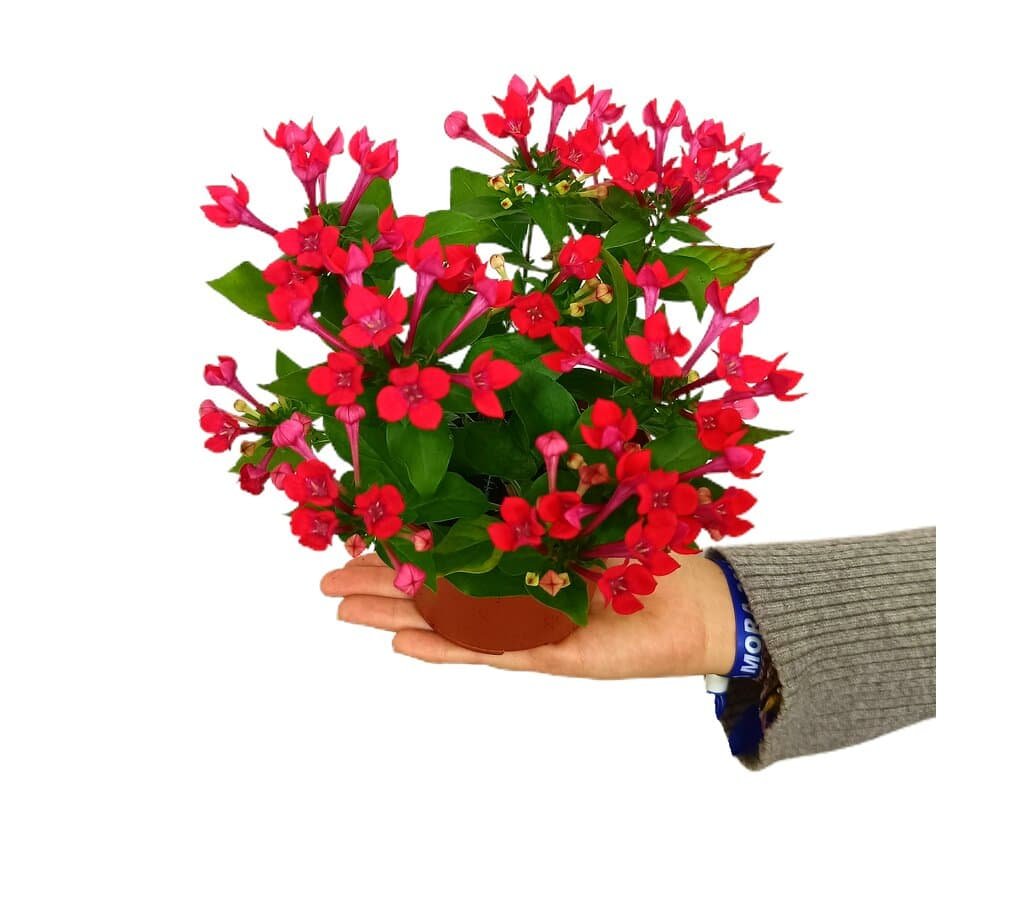 Bouvardia Amora Pflege