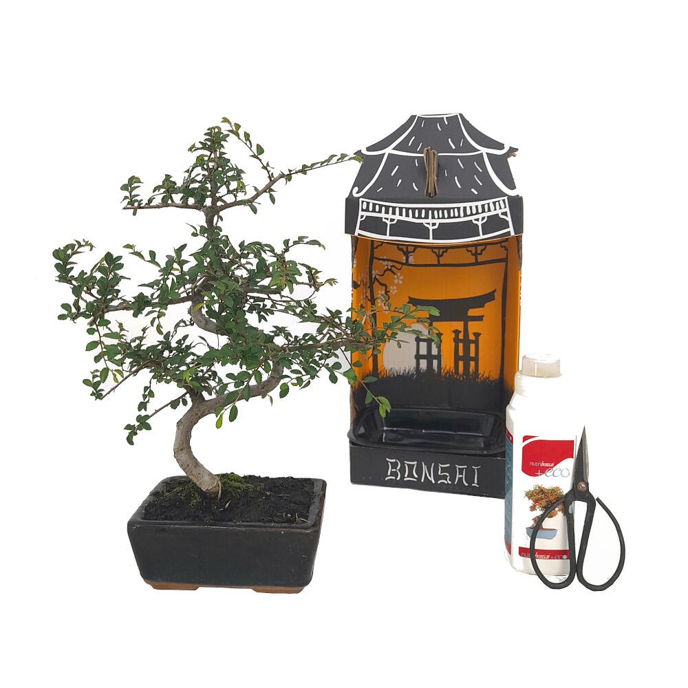 Japanse lep - Zelkova serrata - Hoogte 20-25cm - 15cm