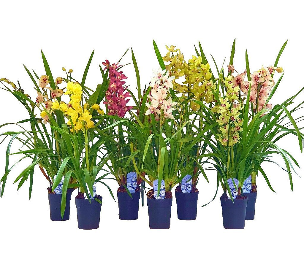 ORQUIDEA VANDA NATURAL 150-200CM