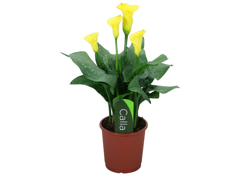 Calla Rudolph 40cm CALLA M11 40CM (LIRIO)