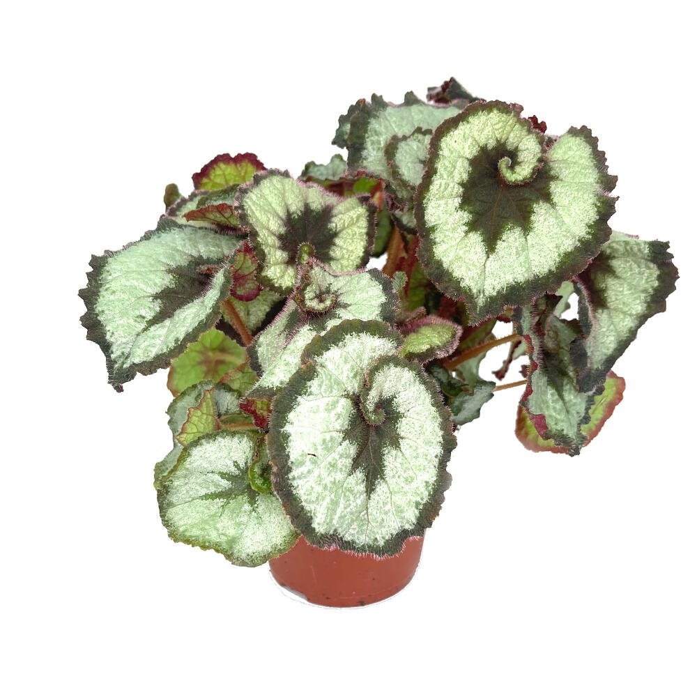 BEGONIA ESCARGOT M13 25CM