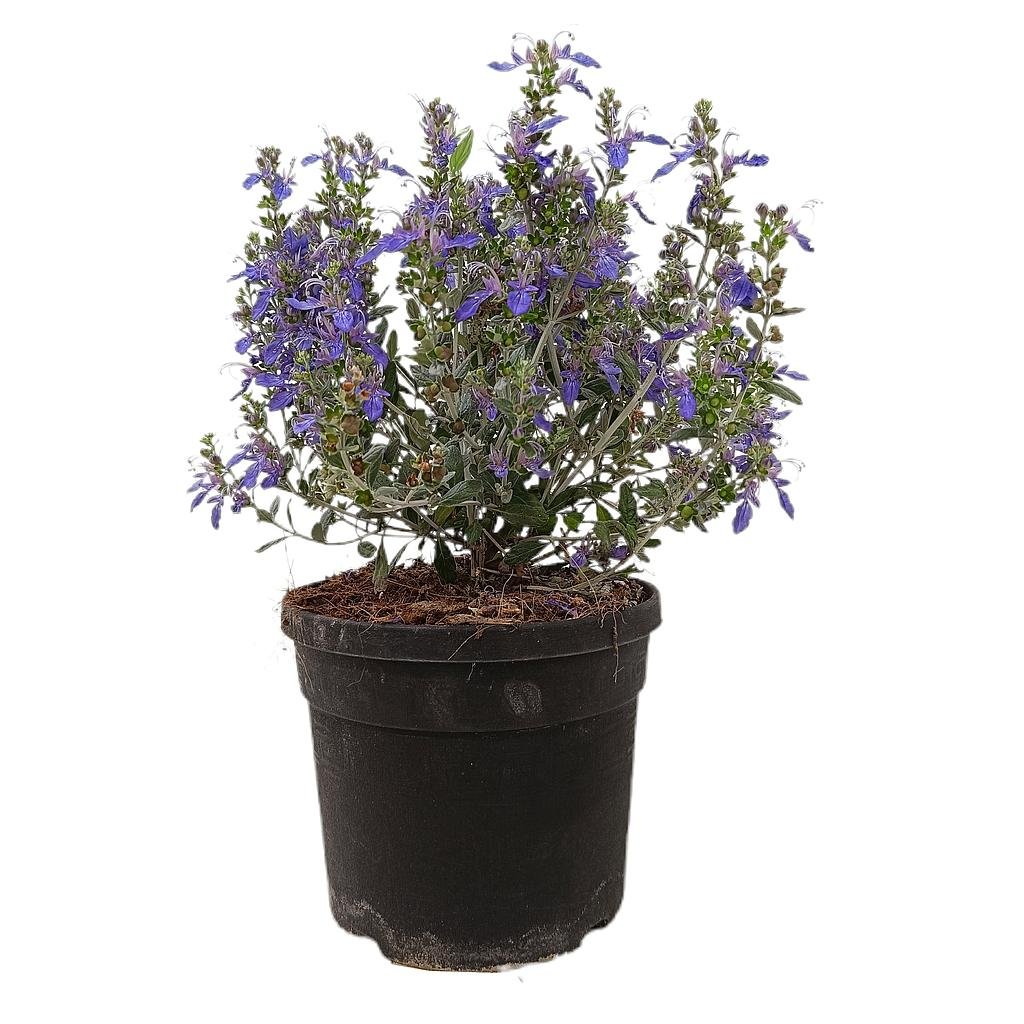 Azureuma TEUCRIUM AZUREUM M19 35CM