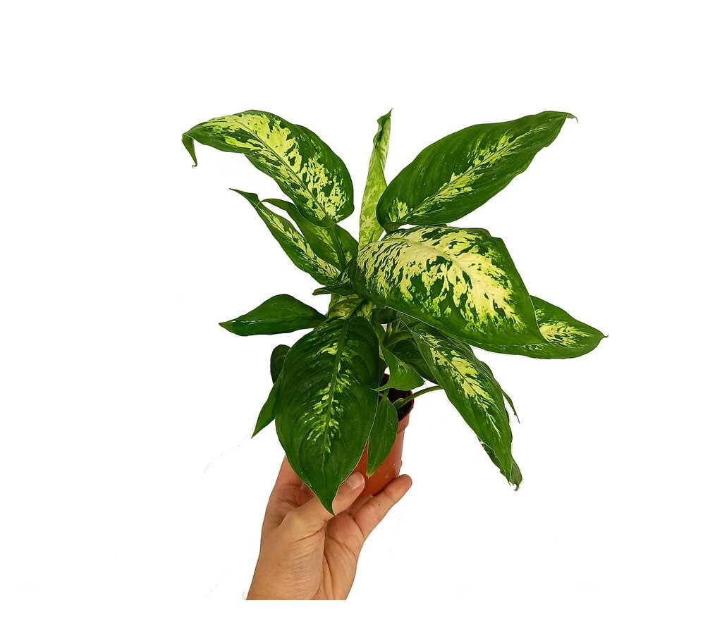 Dieffenbachia Compacta M9 25cm 