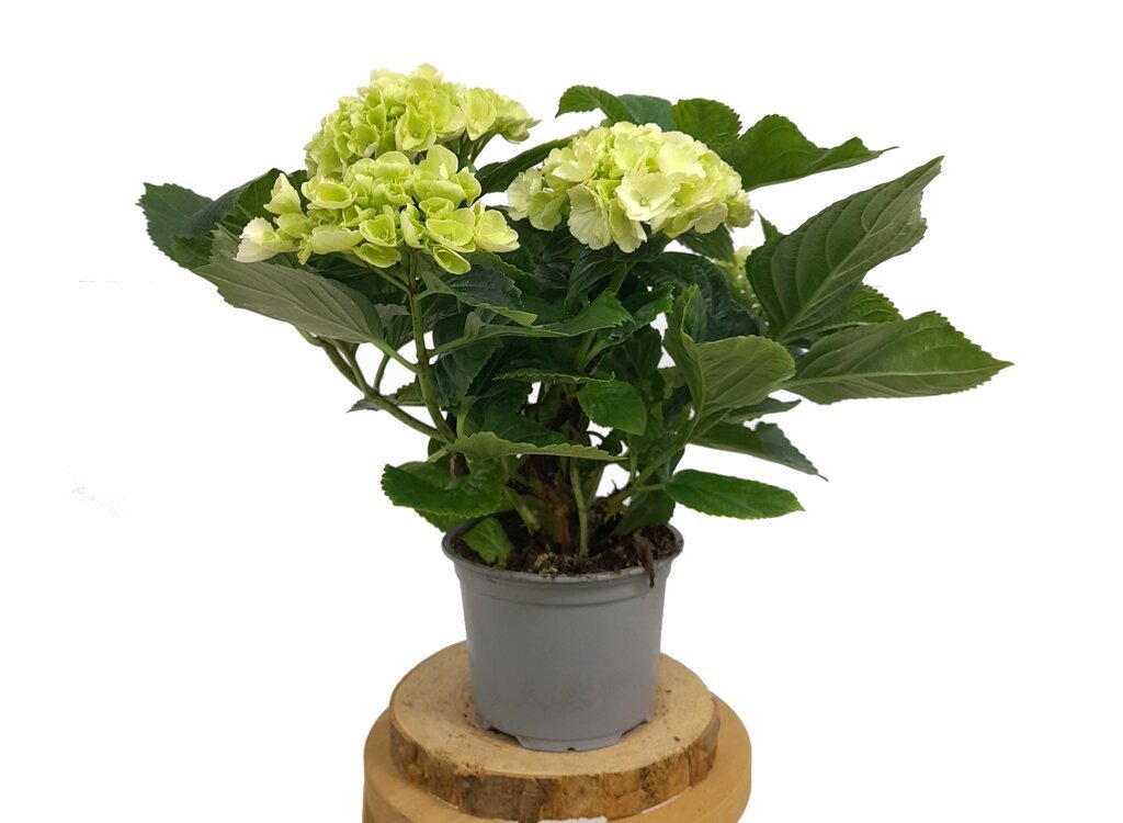 HORTENSIA MACROPHYLLA M14 35CM