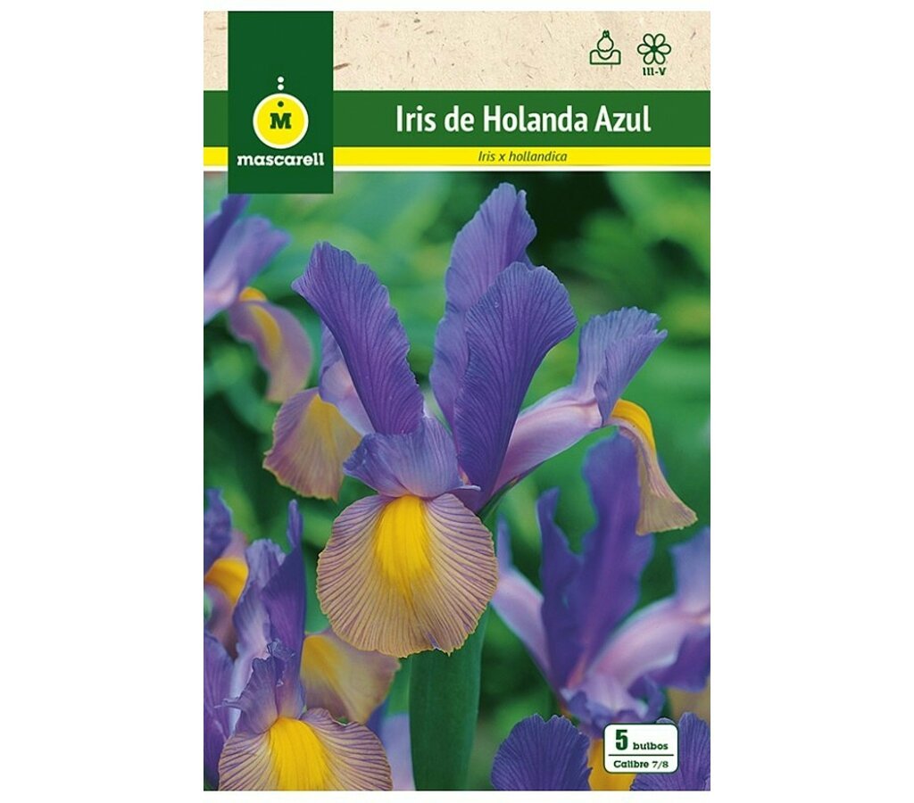 BULBO IRIS DE HOLANDA AZUL