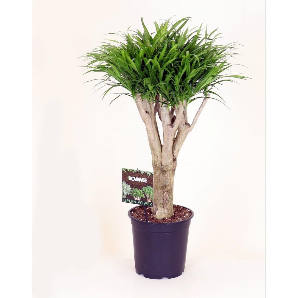 DRACENA ANITA TRONCO M24 60CM