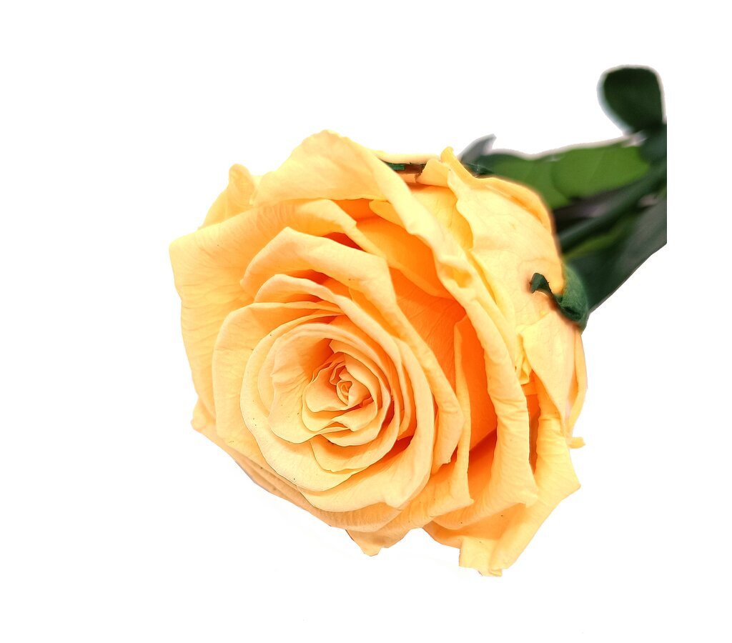 Flores Eternas Rosa Eterna Preservada XCF En Caja Para Regalo Para Ella | Bodega Aurrera En Lu00ednea Rosas Preservadas Individuales