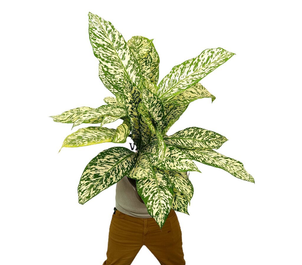 DIEFFENBACHIA WHITE ETNA M24 70CM