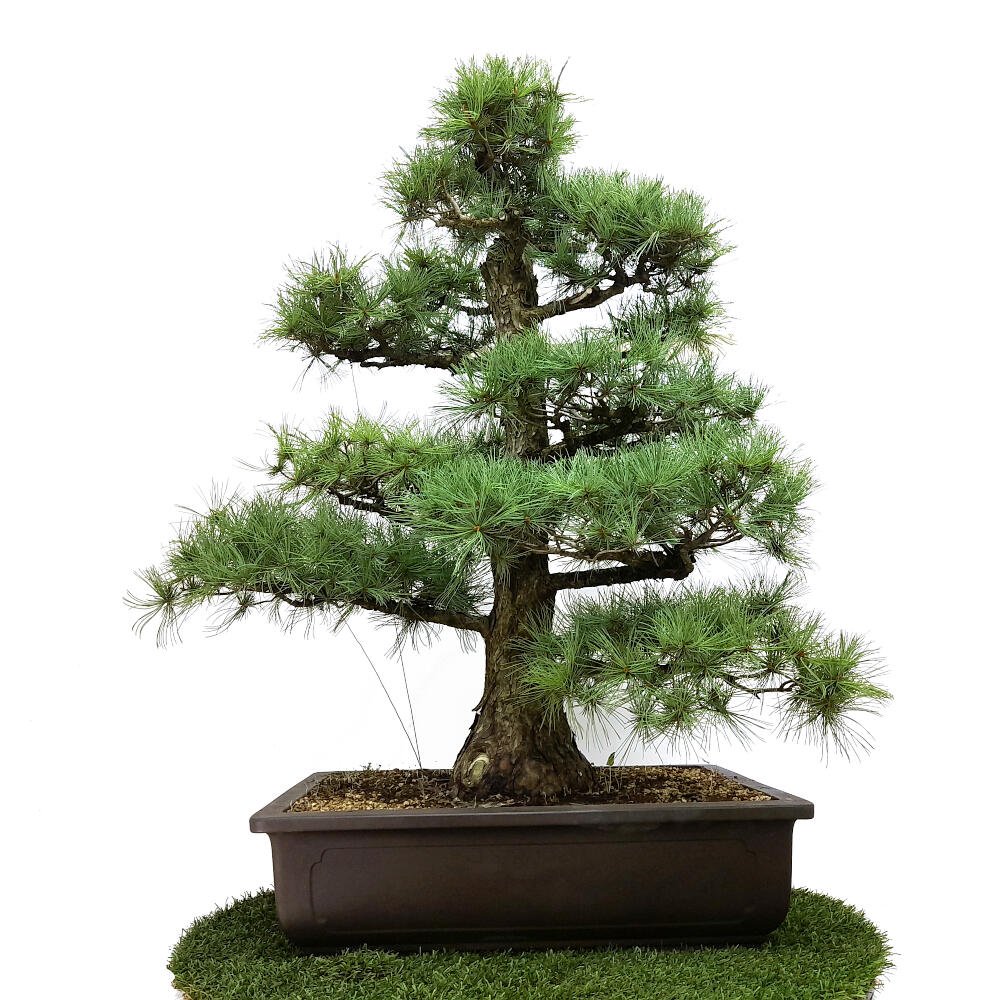 Bonsai Pinus Pentaphylla N A Os Pino Blanco Japones