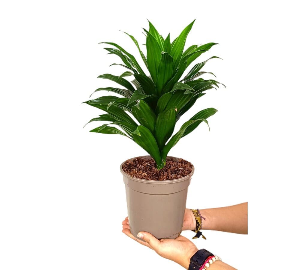 efeutute schatten Epipremnum Aureum main image 0