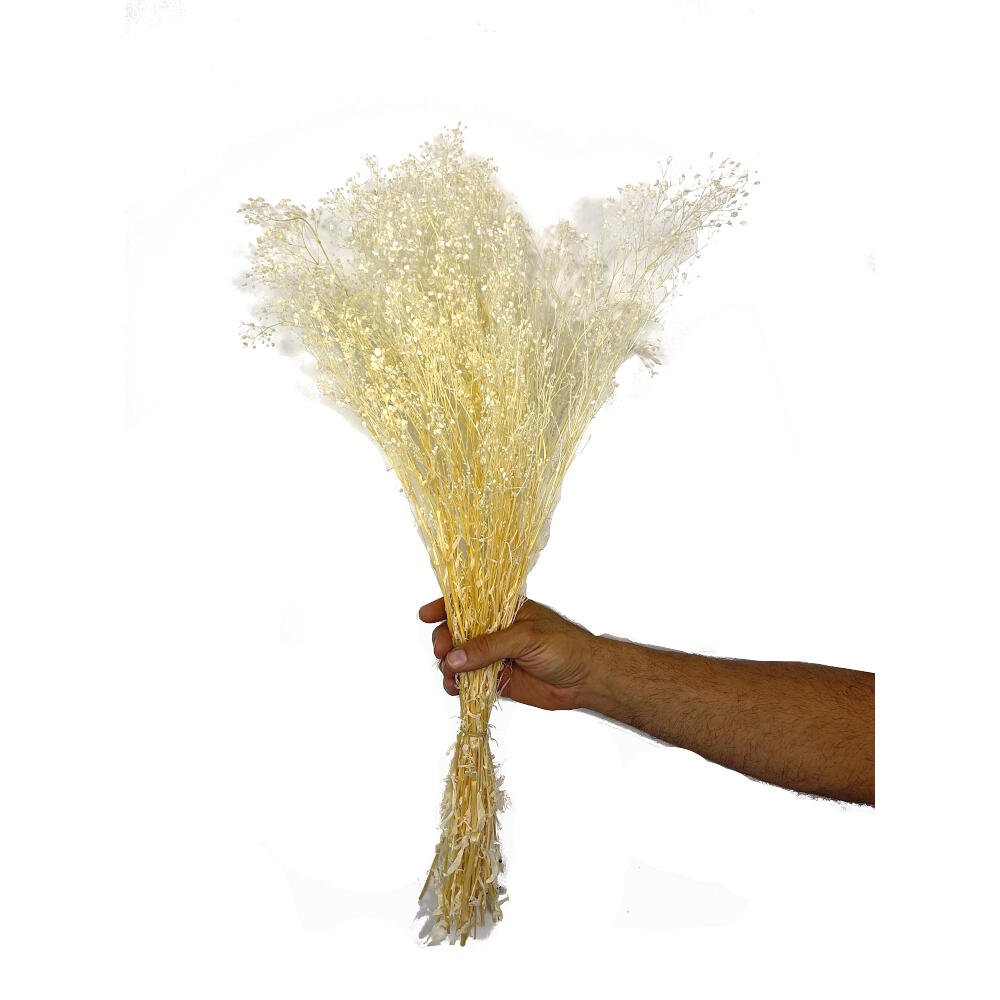 PANICULATA BLANCA PRESERVADA 60CM