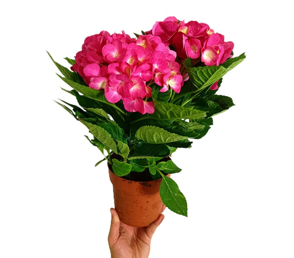 Las mejores ofertas en Flores artificiales de Hortensias