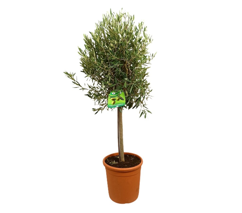 Planta olivo artificial con macetero 120cm – Luz Garden