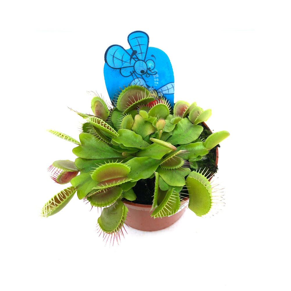 DIONAEA MUSCIPULA M8