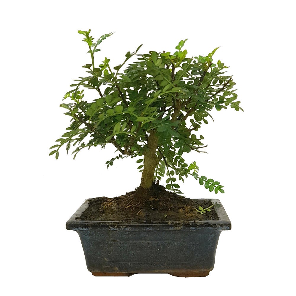 TERRABONSAI substrat 2 L, Substrats bonsaï