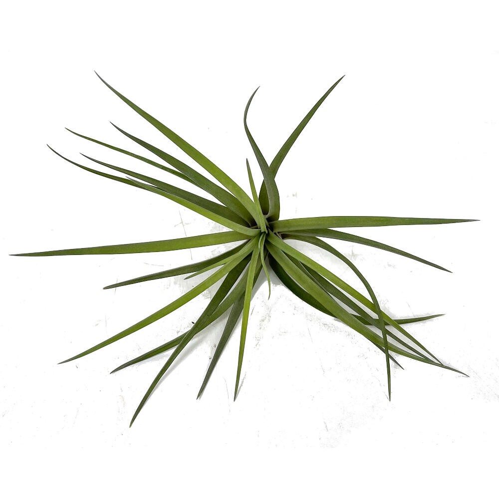 TILLANDSIA VELUTINI 15CM ALTO X 10CM ANCHO