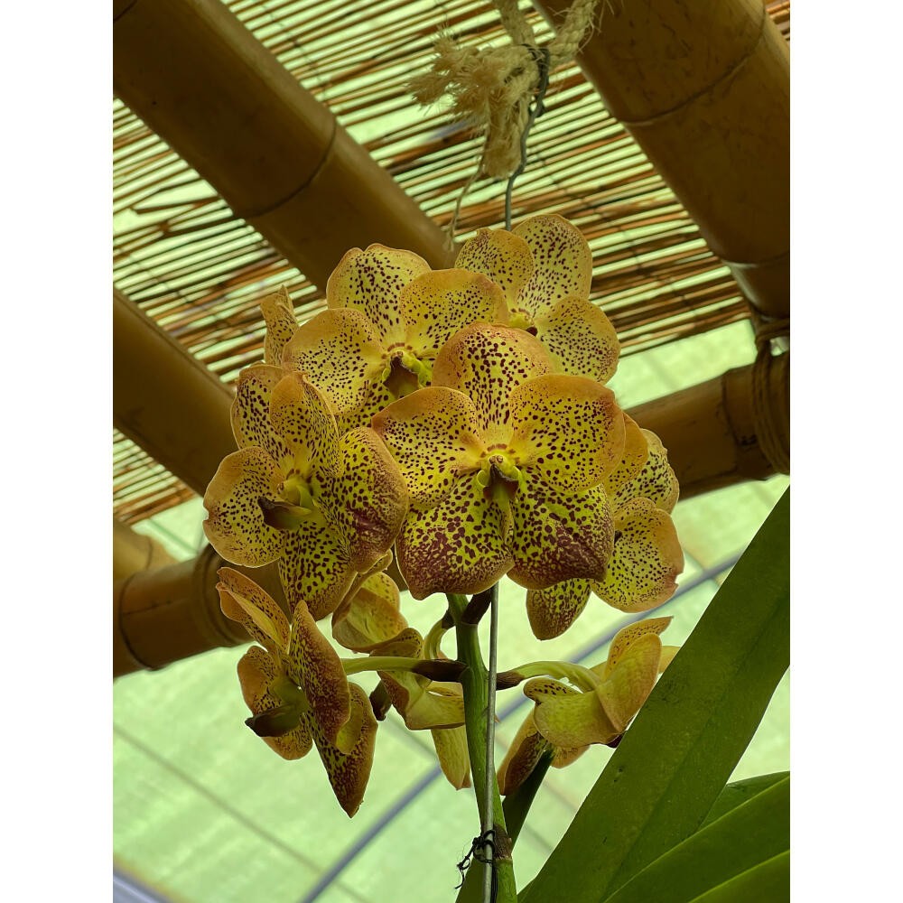 Orquídeas Naturales