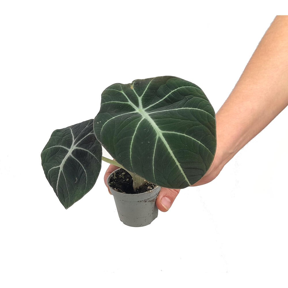 planta artificial colgante 10cm maceta negra