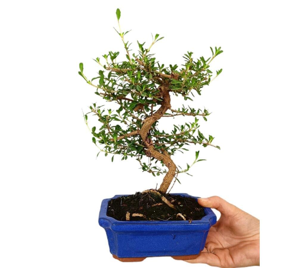 BONSI COPROSMA 7 AOS (143331)