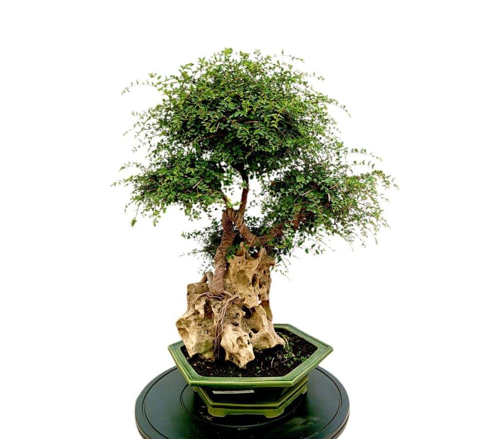 BONSAI ZELKOVA PARVIFOLIA 24 AOS